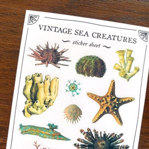 May include: Vintage sticker sheet featuring sea creatures, including a starfish, sea urchins, coral, and a sponge. The sheet has the text "Vintage Sea Creatures - sticker sheet -" printed on it.