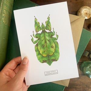 Può includere: Un'illustrazione di un insetto foglia verde su una carta bianca con il testo "LEAF INSECT  Phyllium giganteum".