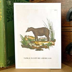 Cartão de felicitações com ilustração vintage de anta, cartão de aniversário de história natural, ilustração de animal vintage estranha, cartão em branco para amantes de anta