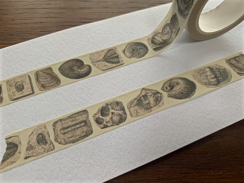 May include: Washi tape with a repeating pattern of vintage seashell illustrations in brown and beige. The tape is unrolled, showing detailed drawings of various shells and fossils. Ideal for crafts and scrapbooking projects. The tape is approximately 1.5 cm wide.