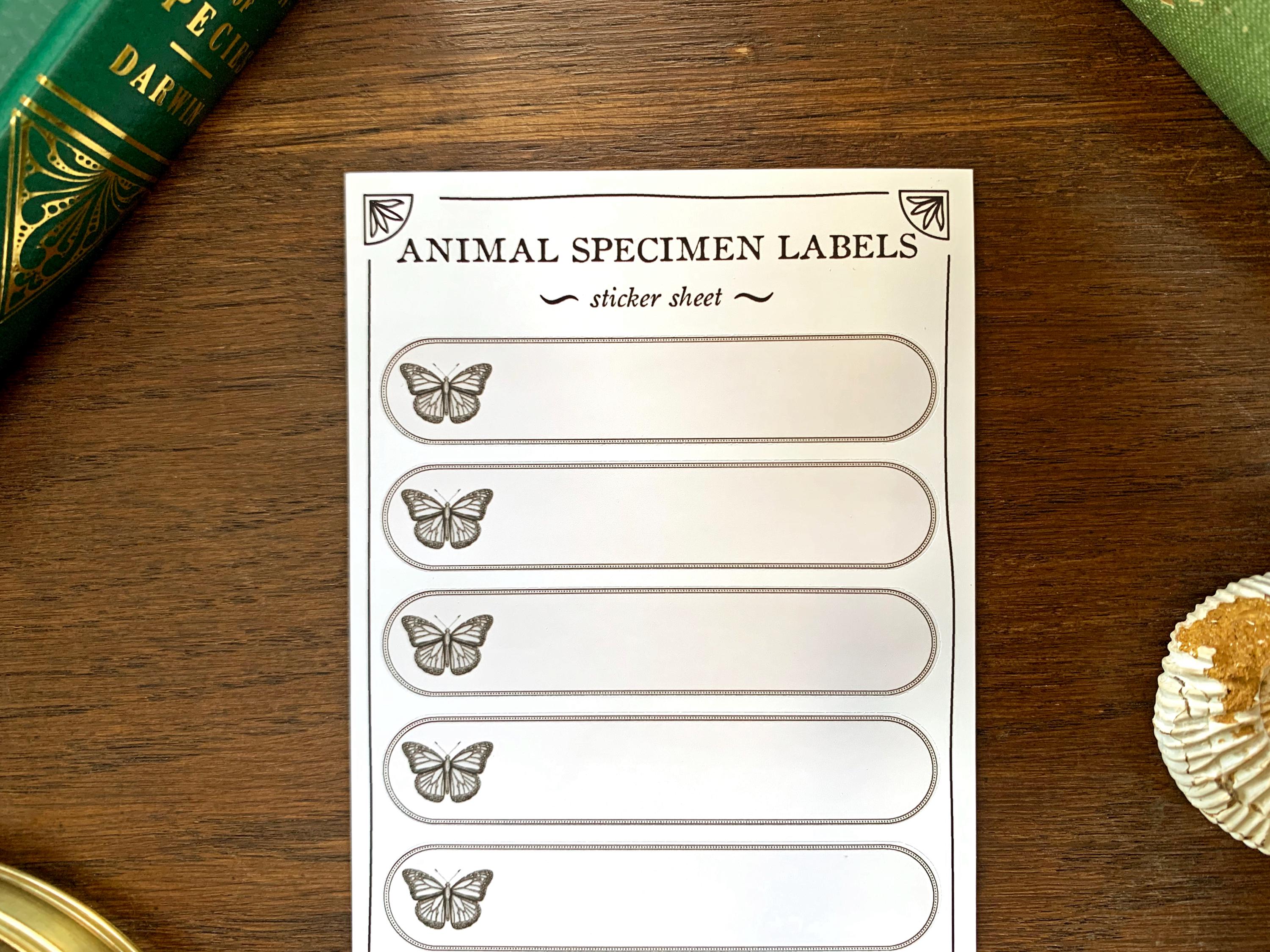 Insect Specimen Adhesive Label Sheet - Cabinet of Curiosity Labels - Etsy