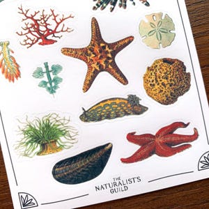 May include: A sheet of stickers featuring various sea creatures, including starfish, sea anemones, coral, and a sea slug. The stickers are printed on white paper with a light blue background. The text "The Naturalist's Guild" is printed at the bottom of the sheet.