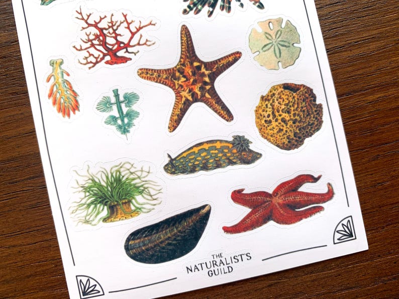 May include: A sheet of stickers featuring various sea creatures, including starfish, sea anemones, coral, and a sea slug. The stickers are printed on white paper with a light blue background. The text "The Naturalist's Guild" is printed at the bottom of the sheet.