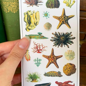 May include: A sheet of stickers featuring various sea creatures, including starfish, sea urchins, coral, and sea anemones. The stickers are colorful and detailed, with a vintage aesthetic.