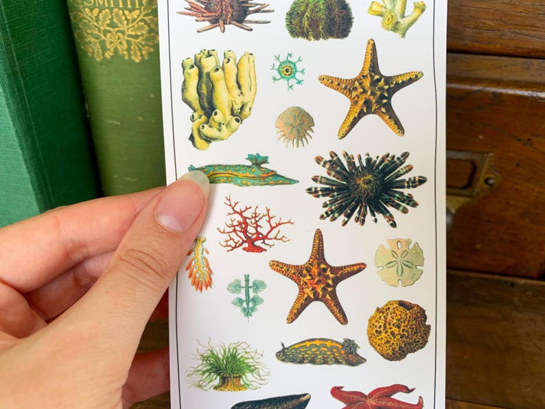 May include: A sheet of stickers featuring various sea creatures, including starfish, sea urchins, coral, and sea anemones. The stickers are colorful and detailed, with a vintage aesthetic.