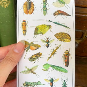 May include: A white sheet of paper with colorful illustrations of various insects, including butterflies, beetles, and dragonflies. The insects are depicted in a vintage style with intricate details.