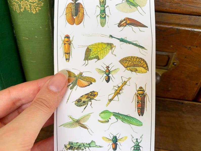 May include: A white sheet of paper with colorful illustrations of various insects, including butterflies, beetles, and dragonflies. The insects are depicted in a vintage style with intricate details.