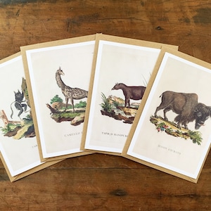 Conjunto de 4 cartões de ilustração de animais vintage estranhos, conjunto de cartões de felicitações de animais engraçados, amantes de história natural e cartão de aniversário de zoólogo