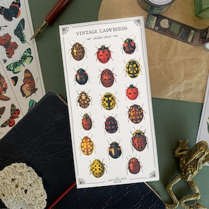 Feuille d'autocollants vintage coccinelles, autocollants nature mignons et colorés, autocollants coccinelles insecte journal, autocollants insecte mignon
