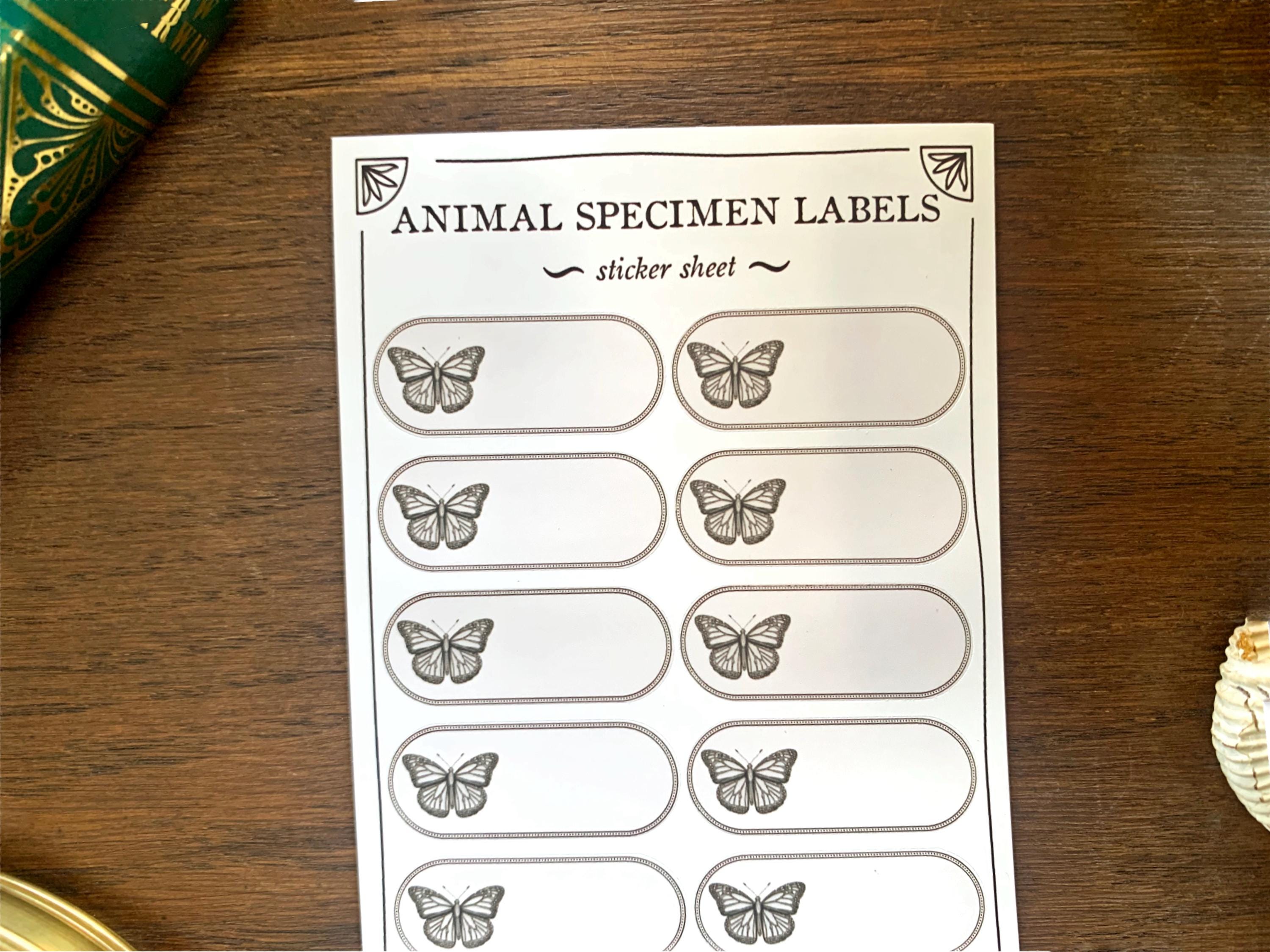 Insect Specimen Adhesive Label Sheet - Cabinet of Curiosity Labels - Etsy
