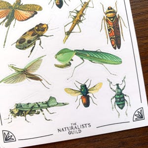 May include: A sheet of stickers featuring various insects, including a green praying mantis, a brown beetle, a red and black beetle, and a green weevil. The stickers are printed with a vintage illustration style and have a white background. The text "The Naturalist's Guild" is printed at the bottom of the sheet.