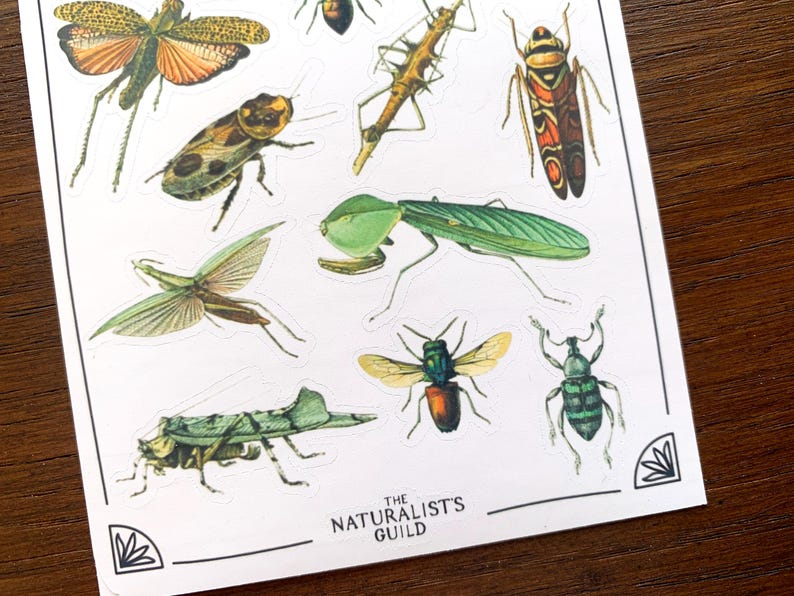 May include: A sheet of stickers featuring various insects, including a green praying mantis, a brown beetle, a red and black beetle, and a green weevil. The stickers are printed with a vintage illustration style and have a white background. The text "The Naturalist's Guild" is printed at the bottom of the sheet.