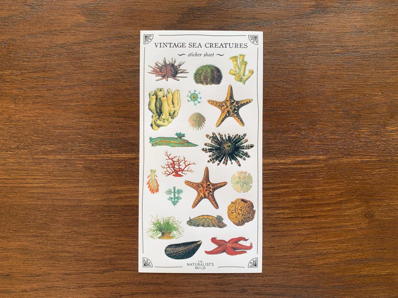 May include: Vintage Sea Creatures sticker sheet with illustrations of starfish, sea anemones, coral, and seaweed. The sheet is white with a black border and the text "Vintage Sea Creatures" and "sticker sheet" printed on it.