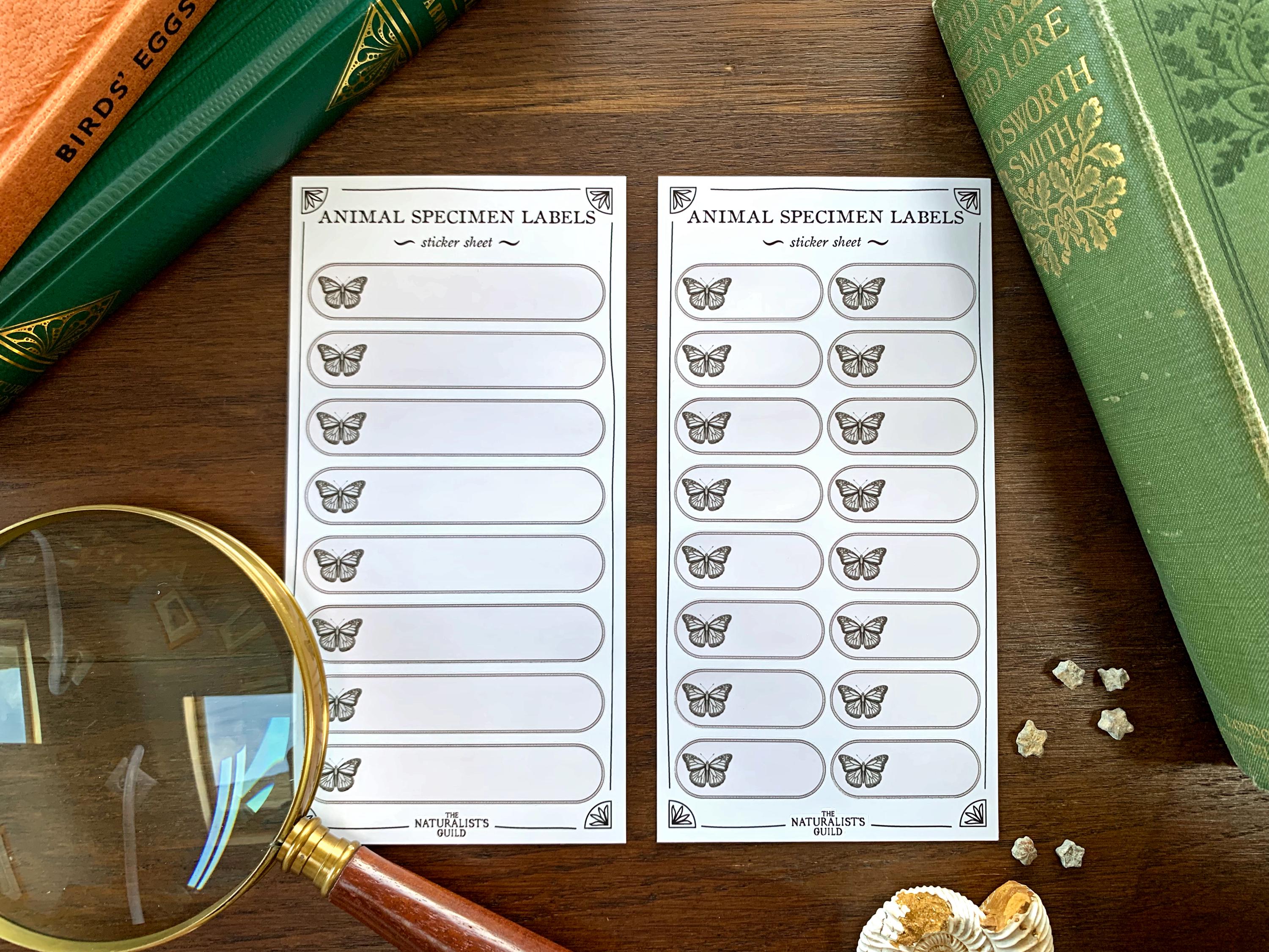Insect Specimen Adhesive Label Sheet - Cabinet of Curiosity Labels - Etsy