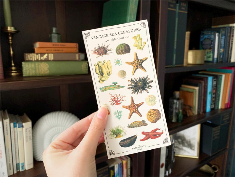 May include: Vintage sea creature sticker sheet with illustrations of starfish, sea urchins, coral, and other ocean life. The sticker sheet is white with a black border and the text "Vintage Sea Creatures - sticker sheet - NATURALS WILD"