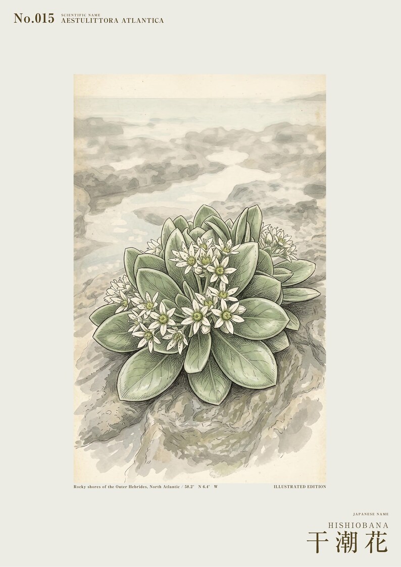 Extinct Shore Flower Print – Aestulittora Atlantica, Hebrides Botanical Art (Digital Download) image 2