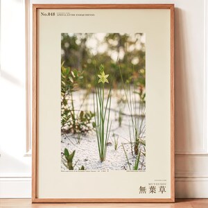 Aphyllanthe Essequibensis Photograph – Vanished Greenbrush Specimen, Dark Academia Art (Digital Download)
