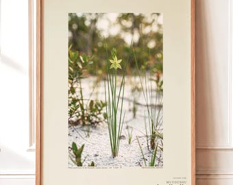 Aphyllanthe Essequibensis Photograph – Vanished Greenbrush Specimen, Dark Academia Art (Digital Download)