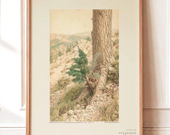 Two-form Cedar Print – Atlas Mountains Specimen Study (Digital Download)