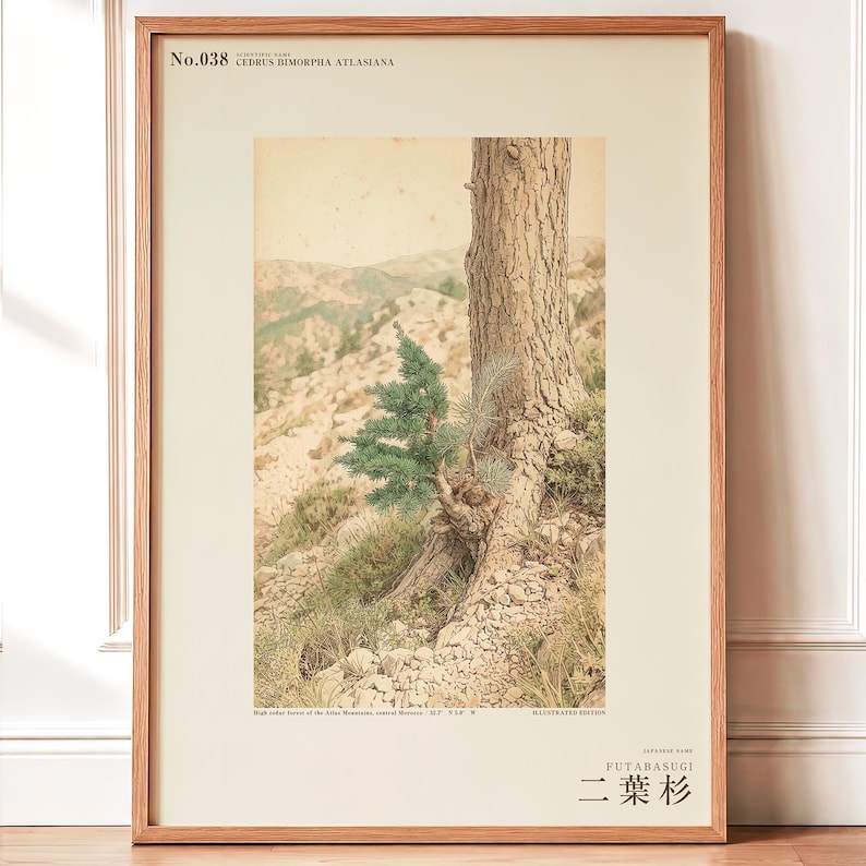 Two-form Cedar Print – Atlas Mountains Specimen Study (Digital Download) image 1