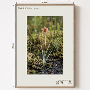 Imaginärer Moorkrautdruck – Silberfadenblätter, dokumentierte Flora (Digitaler Download) Bild 5