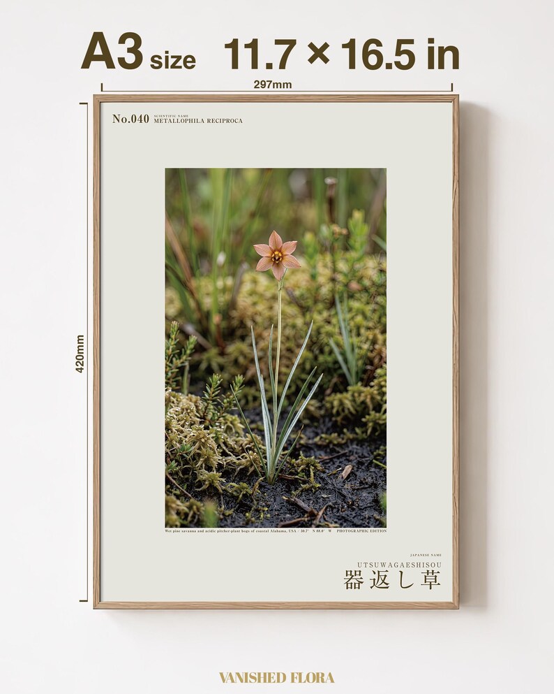 Imaginärer Moorkrautdruck – Silberfadenblätter, dokumentierte Flora (Digitaler Download) Bild 5