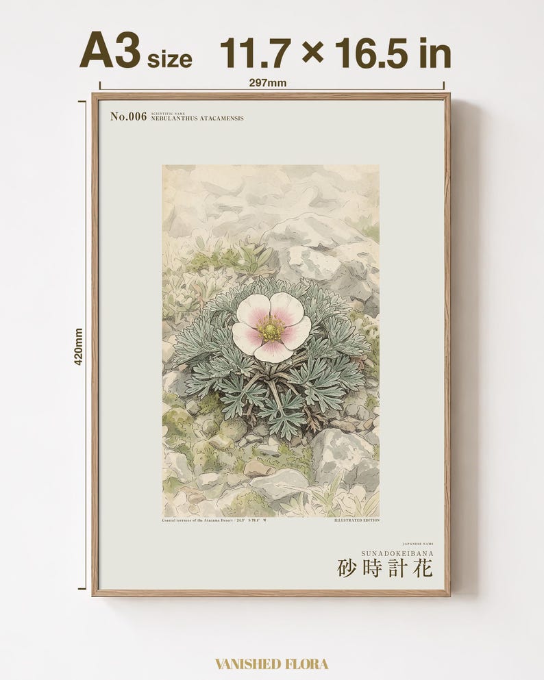 Fog Hourglass Botanical Print – Imaginary Atacama Desert Flower (Digital Download) image 5