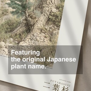 Two-form Cedar Print – Atlas Mountains Specimen Study (Digital Download) image 6