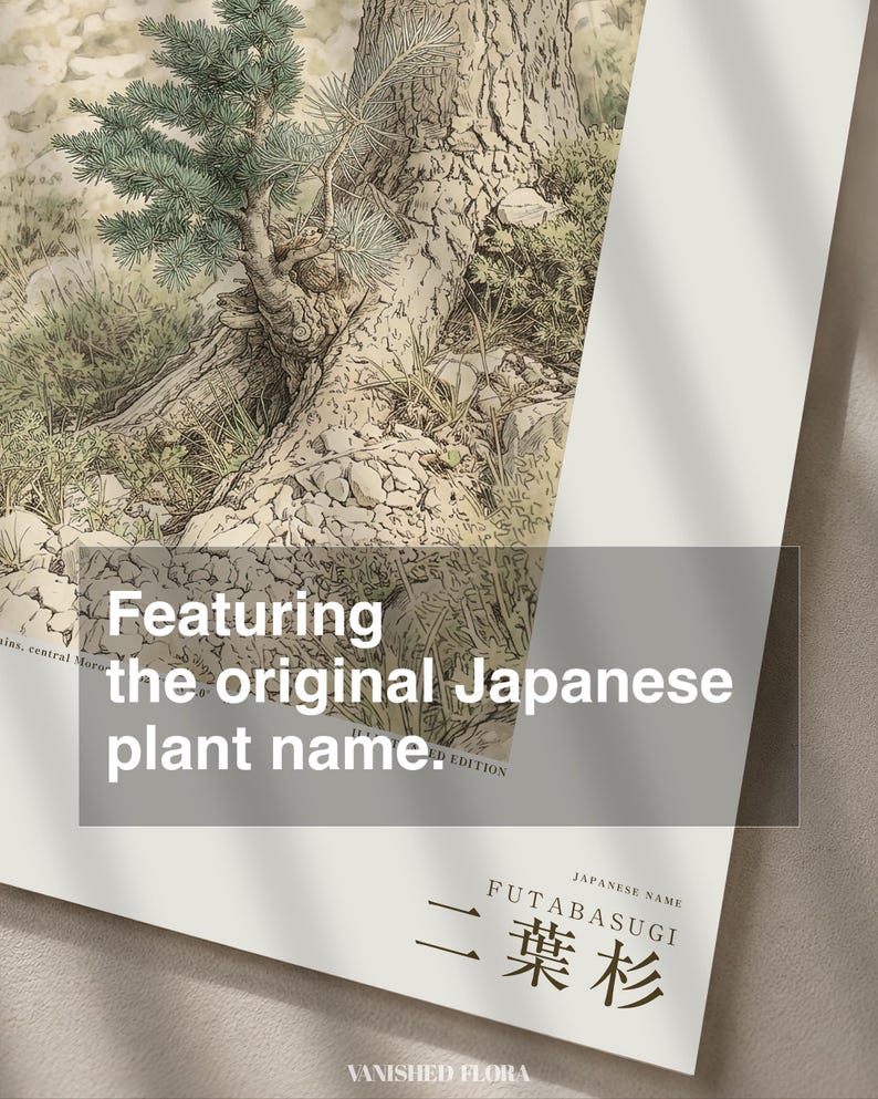 Two-form Cedar Print – Atlas Mountains Specimen Study (Digital Download) image 6