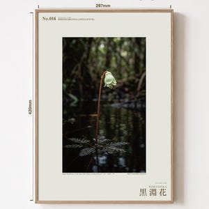Blackwater Flower Archive Photograph — Fictional Amazon Bloom That Surfaced Only for Days, Rheomarginis confluentis, Printable Photo Art image 5