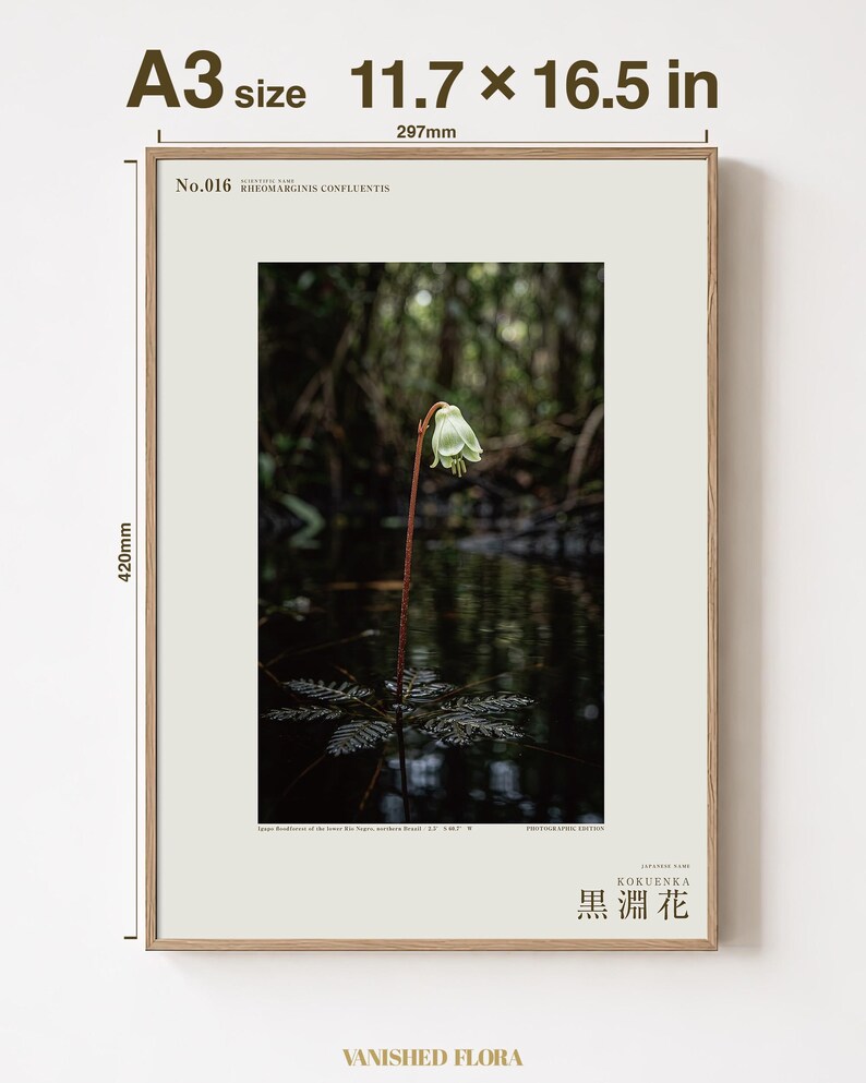 Blackwater Flower Archive Photograph — Fictional Amazon Bloom That Surfaced Only for Days, Rheomarginis confluentis, Printable Photo Art image 5