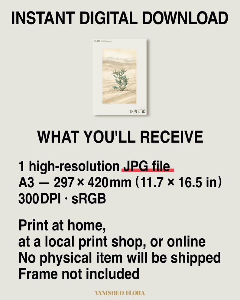 Sandwake Bloom Print – Extinct Taklamakan Flower Botanical Art (Digital Download) image 8