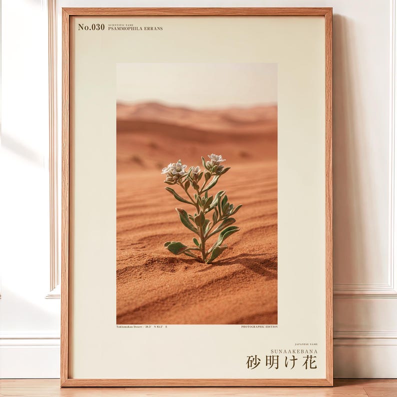 Fotografía de Sandwake Bloom – Flor imaginaria del desierto, Psammophila errans (Descarga digital) imagen 1
