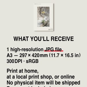 Crumbling-edge Herb Photo Study – Imaginary Gothic Wall Art (Digital Download) image 8