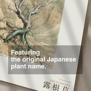 Bared-root Herb Print – Radicofolia Loessica Botanical Art (Digital Download) image 6