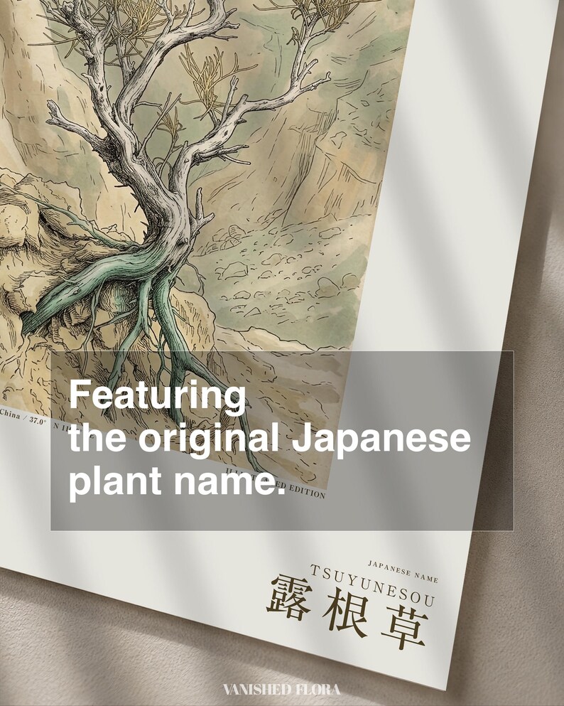 Bared-root Herb Print – Radicofolia Loessica Botanical Art (Digital Download) image 6