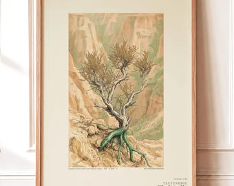Bared-root Herb Print – Radicofolia Loessica Botanical Art (Digital Download)