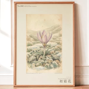 First-frost Bloom Print – Pruinanthus alpinus Alpine Flower Botanical Study (Digital Download) image 1