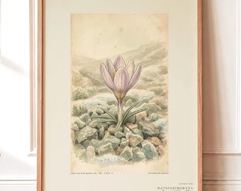 First-frost Bloom Print – Pruinanthus alpinus Alpine Flower Botanical Study (Digital Download)
