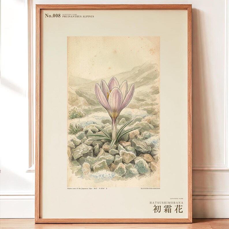 First-frost Bloom Print – Pruinanthus alpinus Alpine Flower Botanical Study (Digital Download) image 1