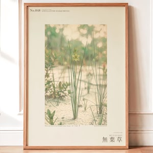 Botanical Print – Aphyllanthe Essequibensis, White-sand Forest Study (Digital Download) image 1