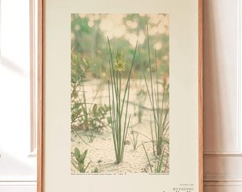 Botanical Print – Aphyllanthe Essequibensis, White-sand Forest Study (Digital Download)