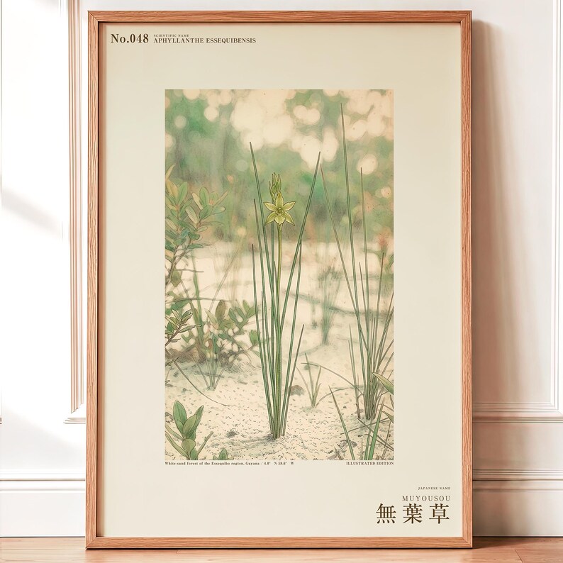Botanical Print – Aphyllanthe Essequibensis, White-sand Forest Study (Digital Download) image 1