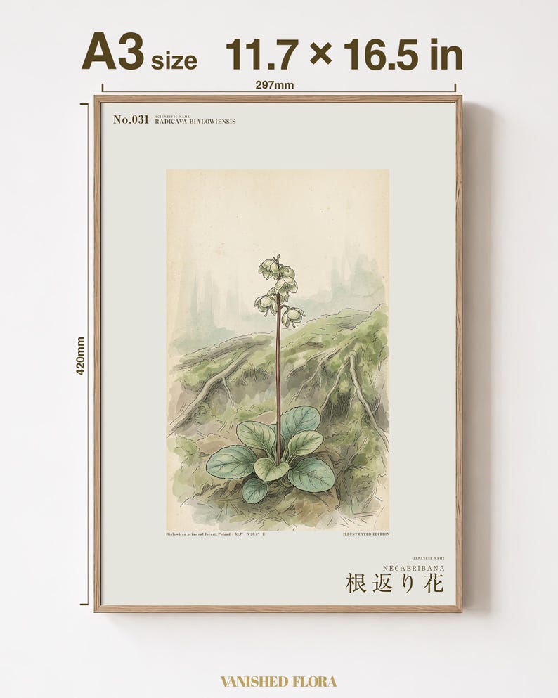 Imaginary Treefall Light Botanical Print – Radicava Bialowiensis Wall Art (Digital Download) image 5