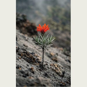 Fotografie der Eschenschleierblume – Ausgestorbene scharlachrote Blüte, gotisches Wandbild (Digitaler Download) Bild 2