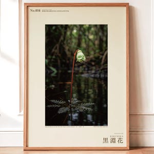 Blackwater Flower Archive Photograph — Fictional Amazon Bloom That Surfaced Only for Days, Rheomarginis confluentis, Printable Photo Art image 1