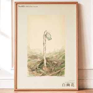 Pale Ghost-flower Print – Umbraflora pallida, Borneo Forest Bloom (Digital Download) image 1