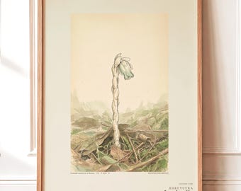 Pale Ghost-flower Print – Umbraflora pallida, Borneo Forest Bloom (Digital Download)
