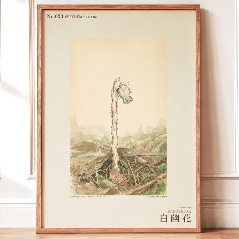 Pale Ghost-flower Print – Umbraflora pallida, Borneo Forest Bloom (Digital Download) image 1