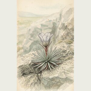 Vanishing Dewring Expedition Sketch – Ventiflora evanida Botanical Print (Digital Download) image 2